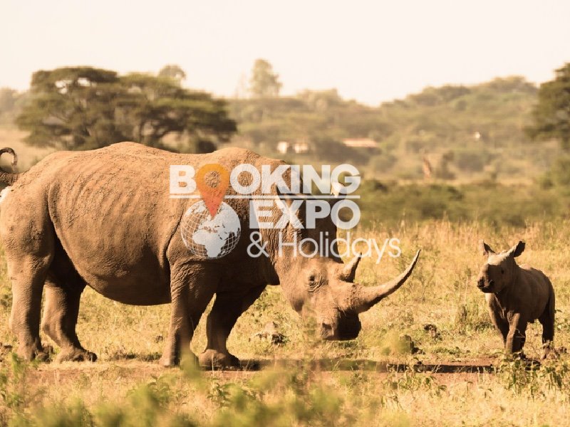 Booking Expo Holidays