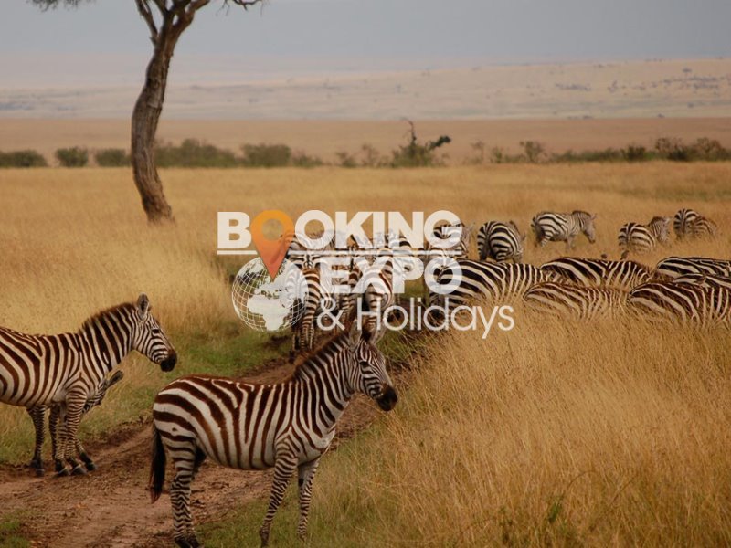 Booking Expo Holidays