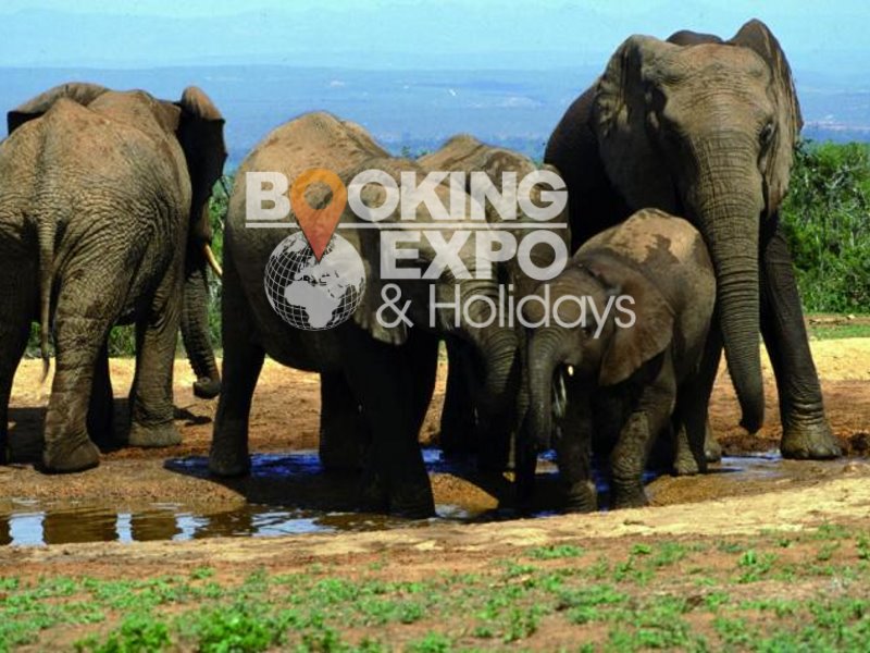 Booking Expo Holidays