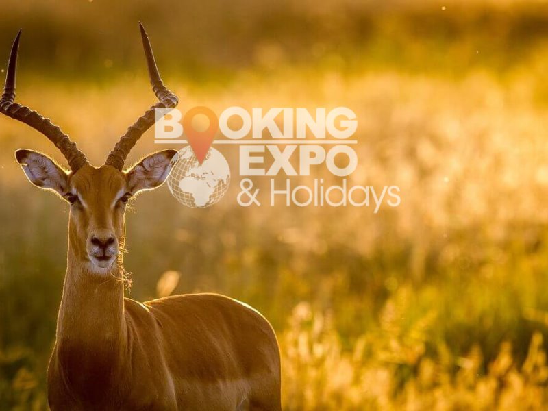 Booking Expo Holidays