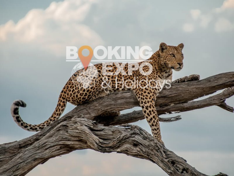 Booking Expo Holidays