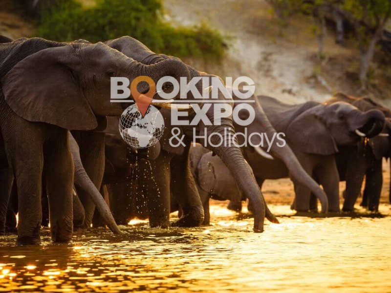 Booking Expo Holidays