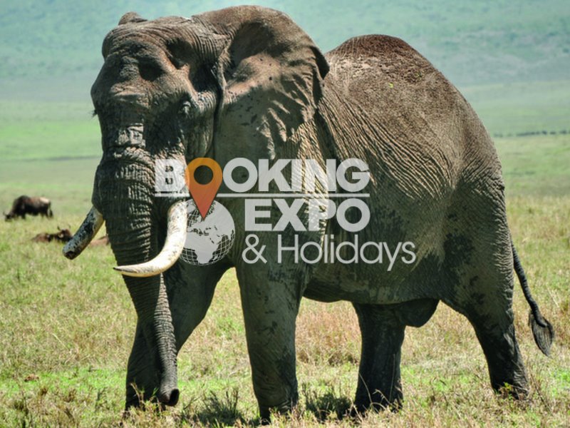 Booking Expo Holidays