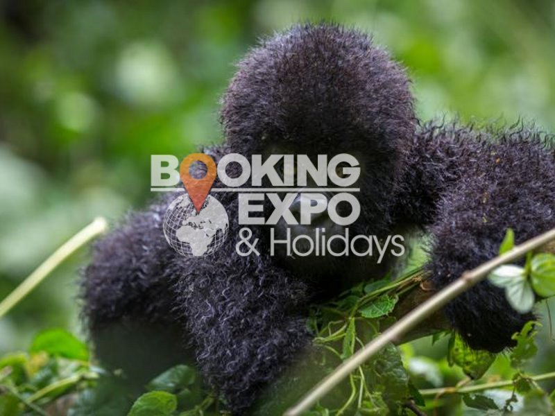 Booking Expo Holidays