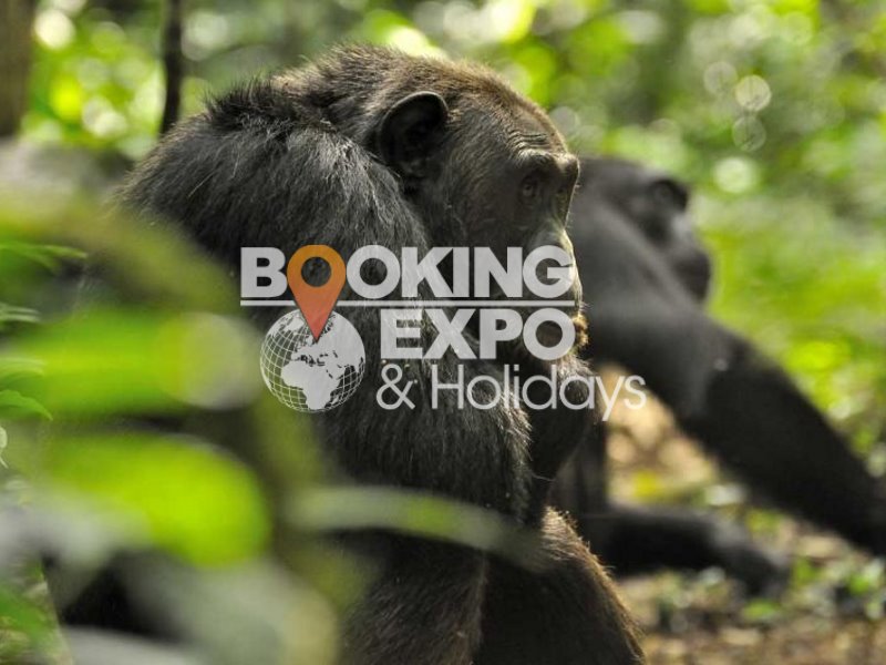 Booking Expo Holidays