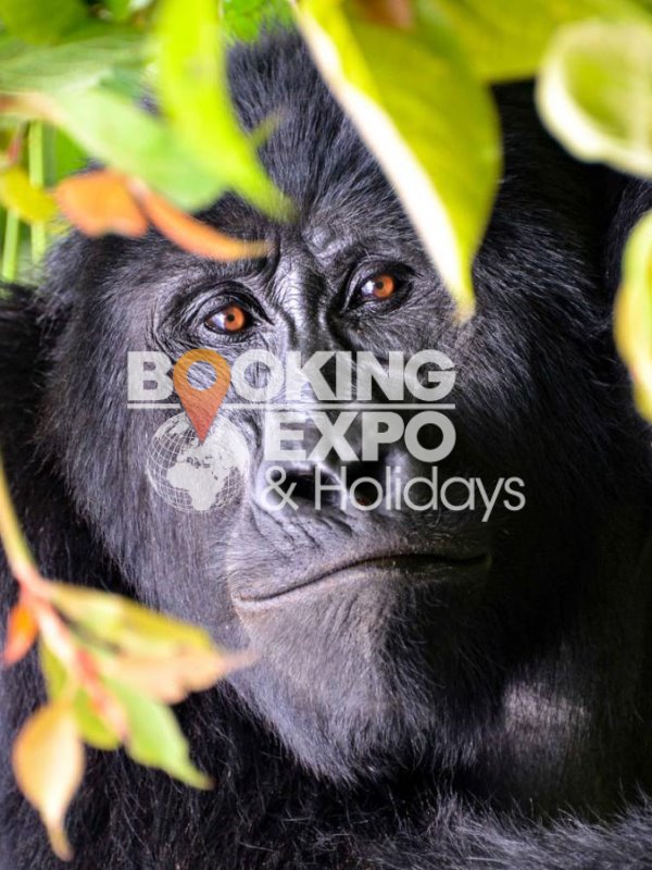 Booking Expo Holidays