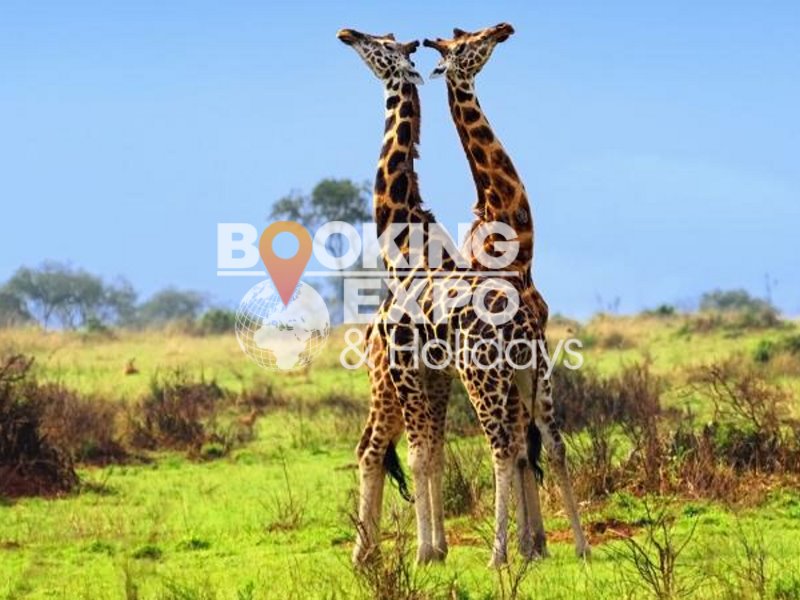 Booking Expo Holidays