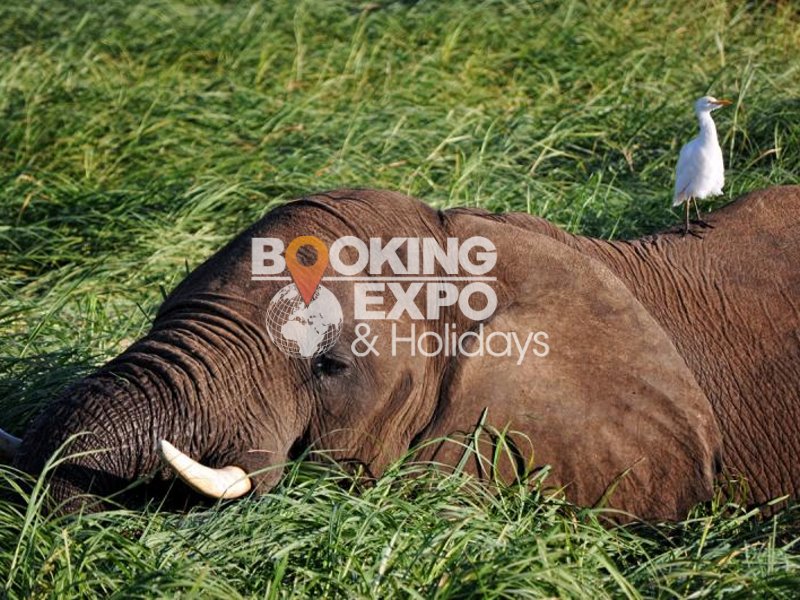 Booking Expo Holidays