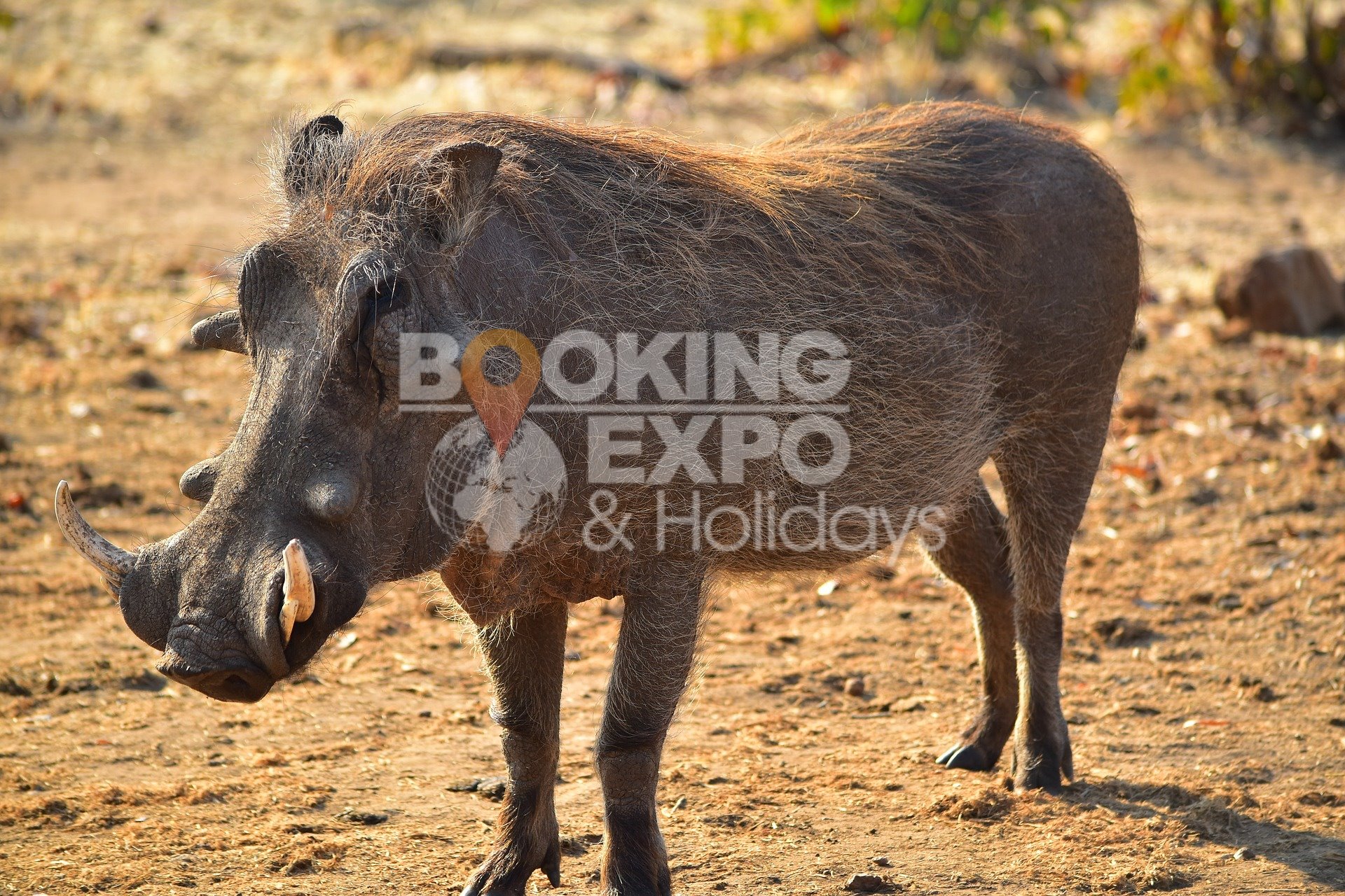 Booking Expo Holidays