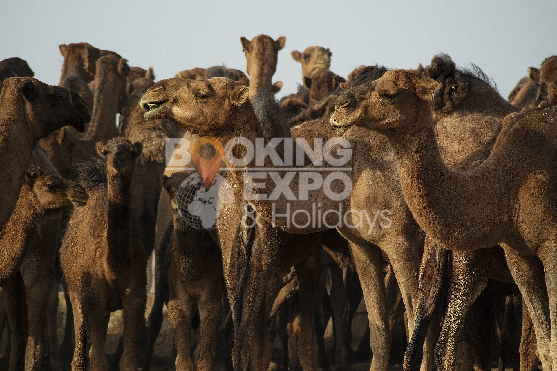 Booking Expo Holidays