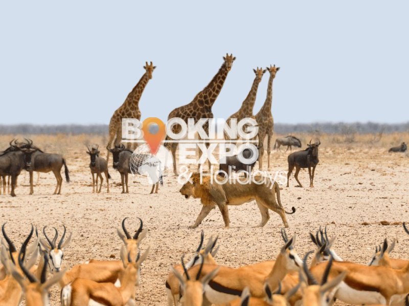 Booking Expo Holidays